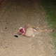 Illustration for article titled NSFW: Chevy Trailblazer Turns Deer Into Soup At 75 MPH